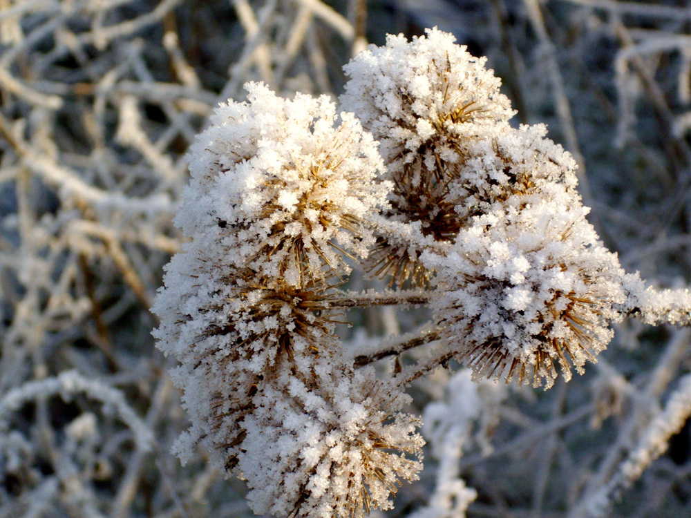 Frostblüten