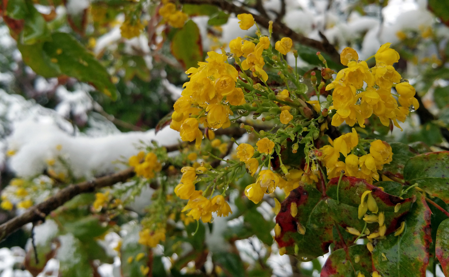 Frostblüten