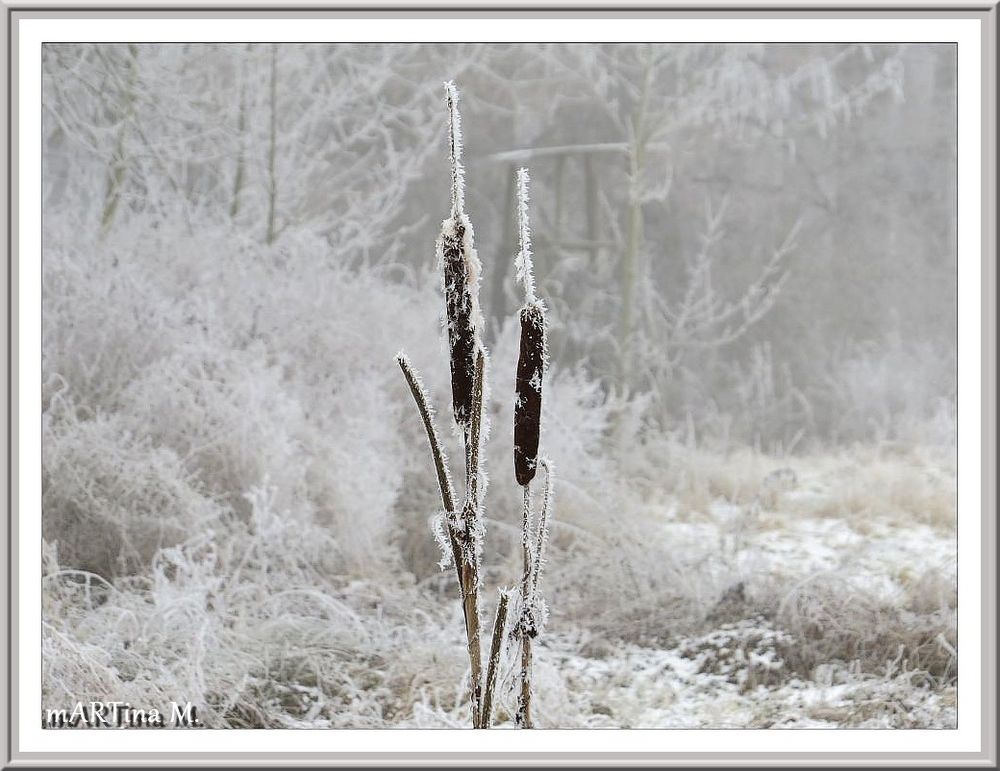 Frostblüten  (mit Gedicht)