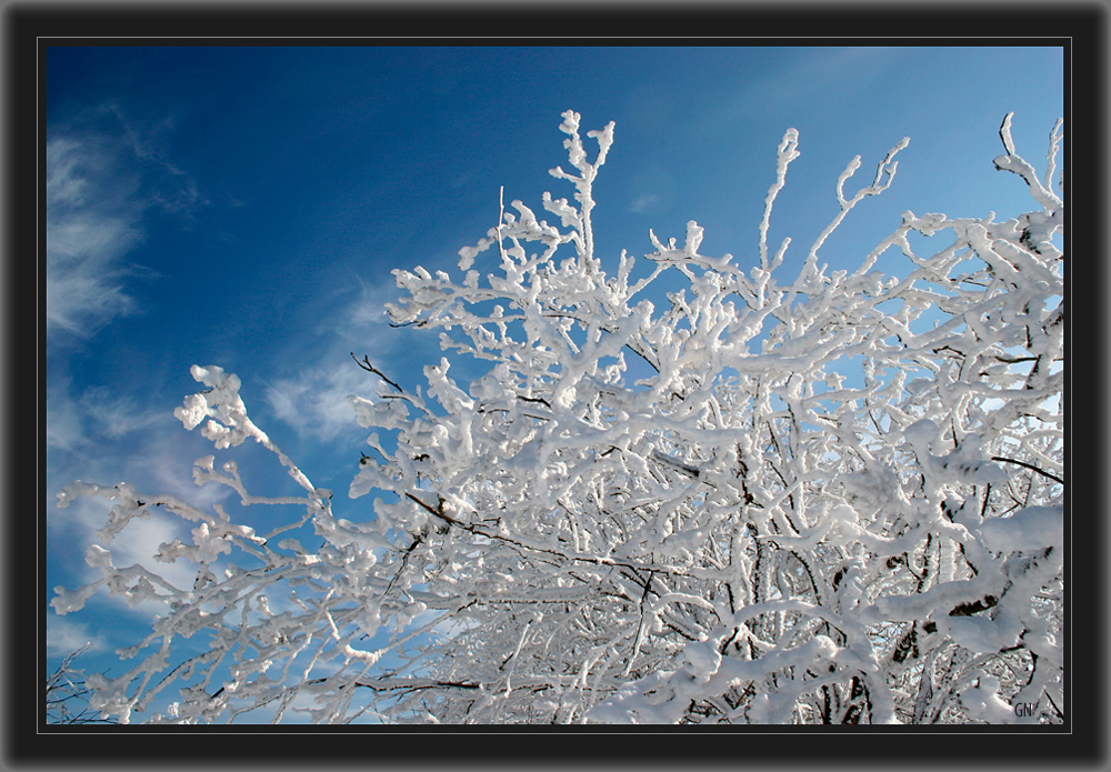 Frostblütenbaum