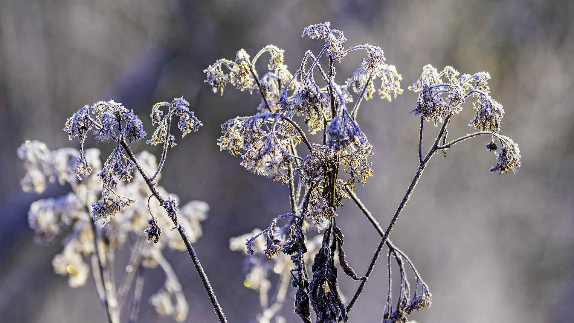 Frostblüten_D4A9673