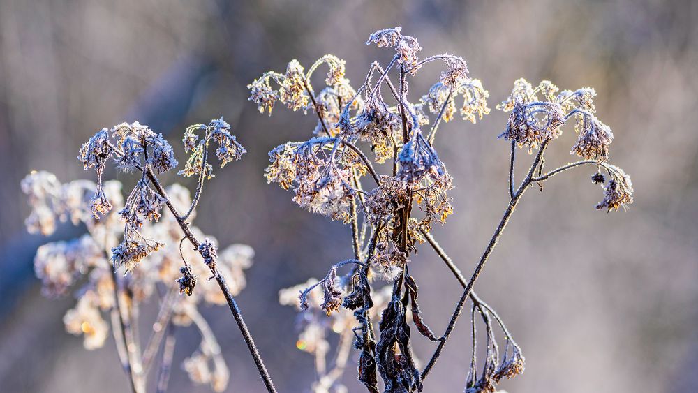 Frostblüten_D4A9673