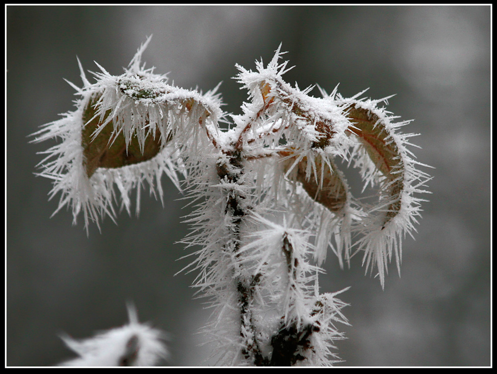 Frostblume