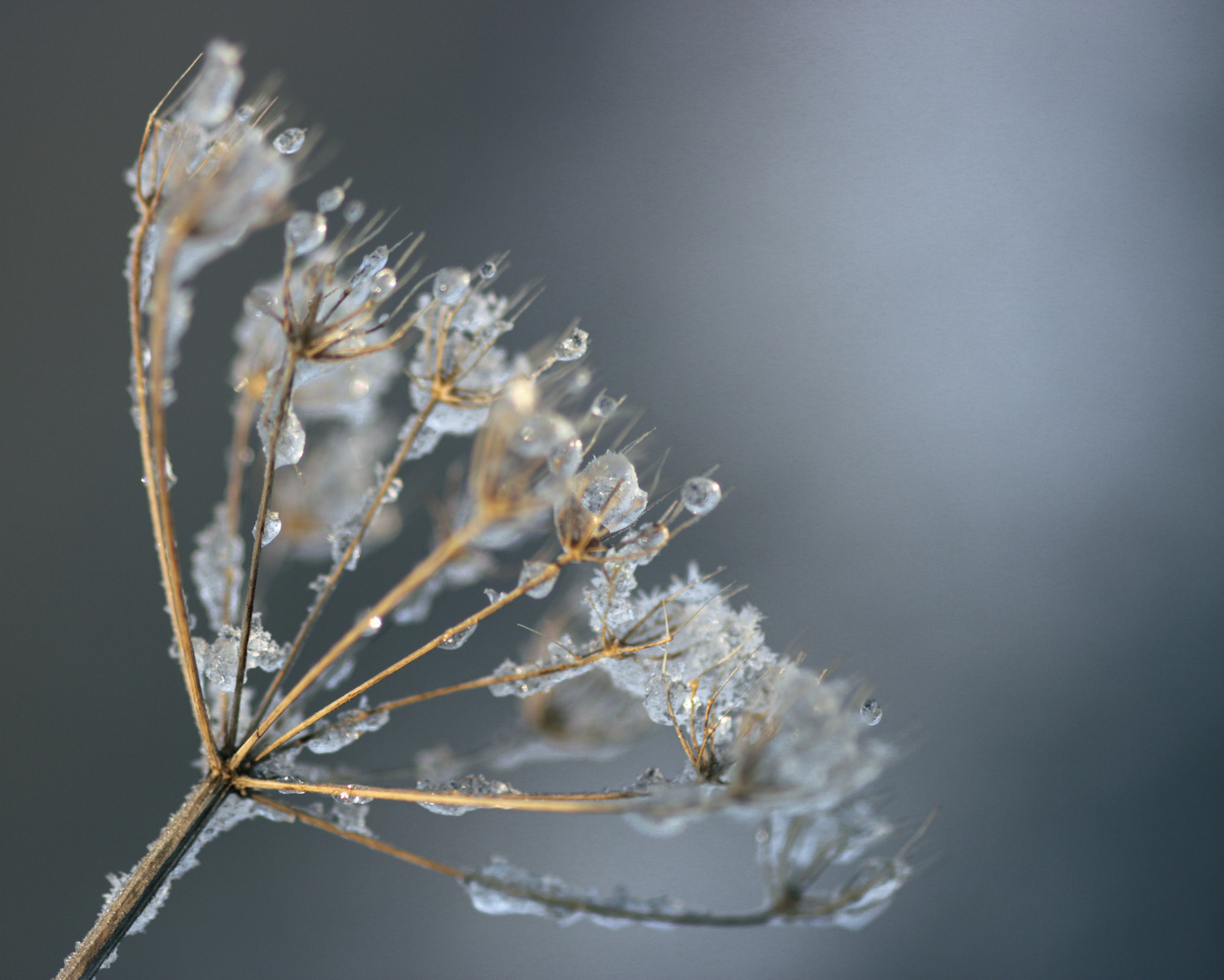 Frostblume