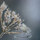 Frostblume