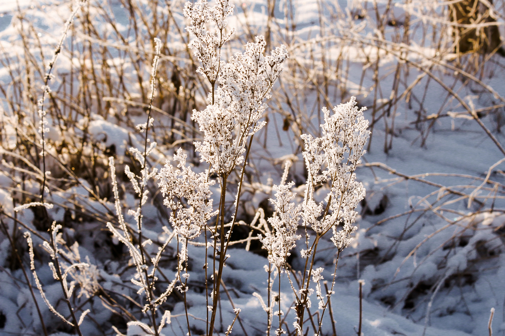 Frostblume