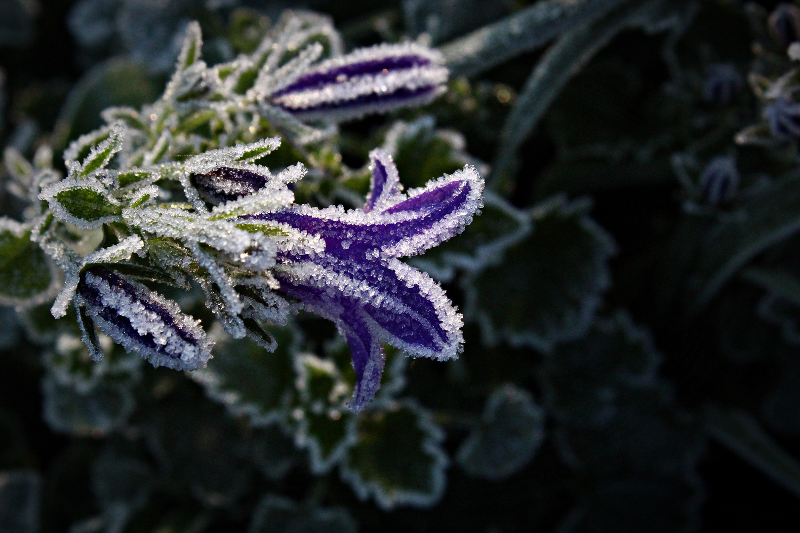 Frostblume