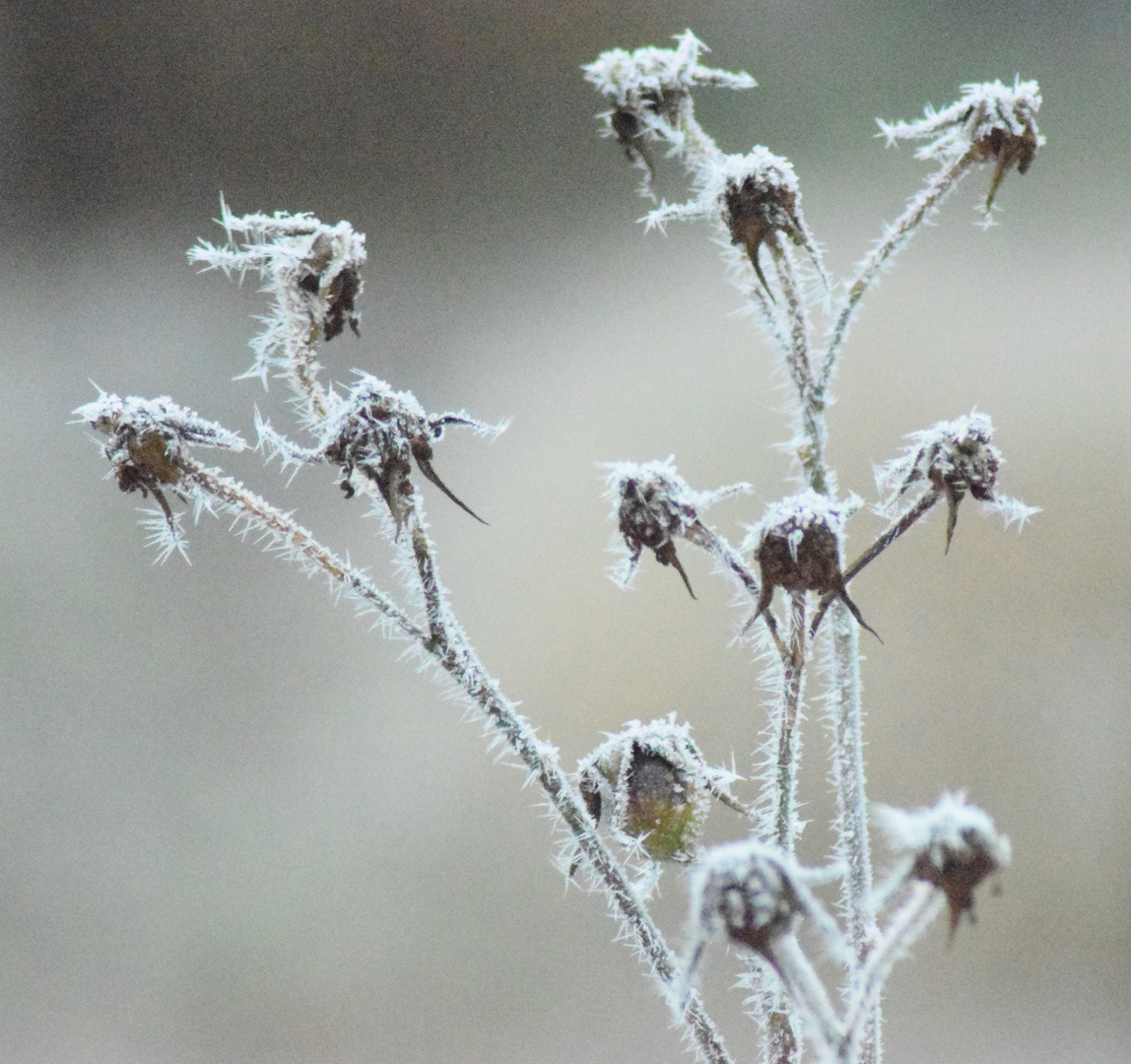 Frostblume