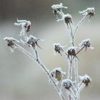 Frostblume