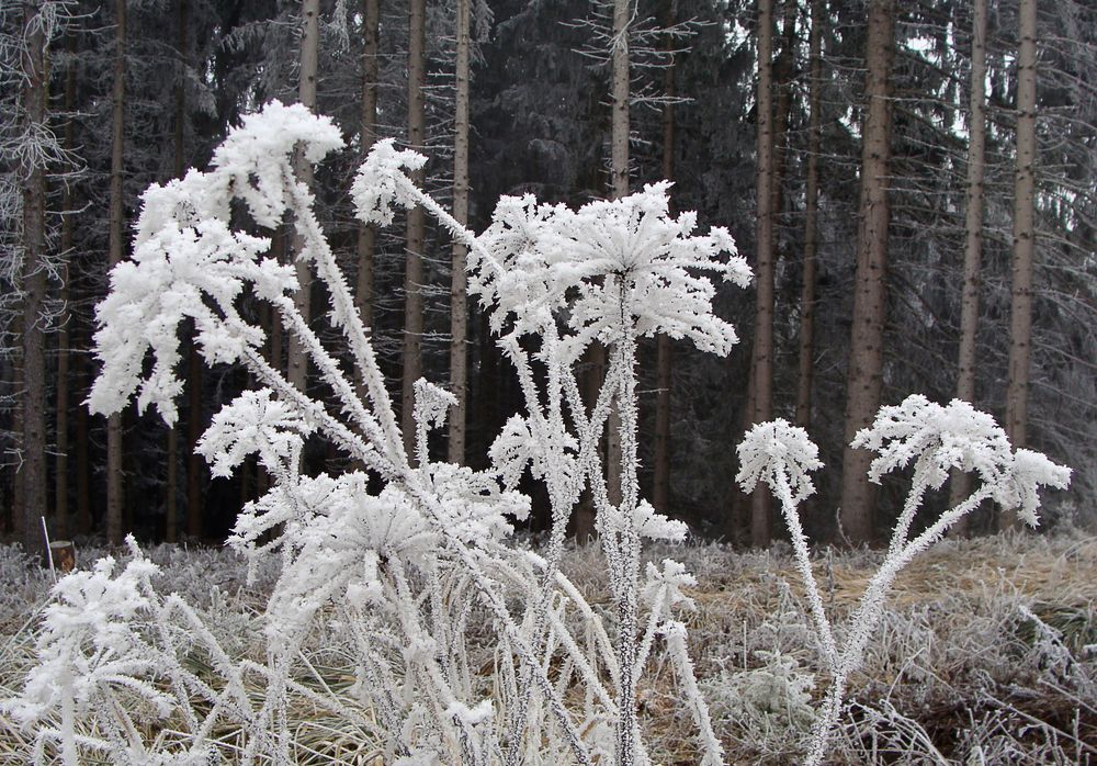 Frostblumen