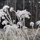 Frostblumen