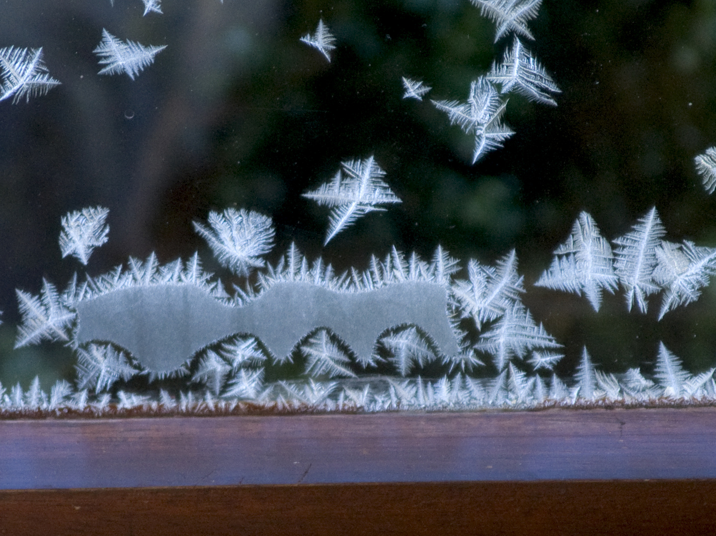 Frostblumen am Fenster