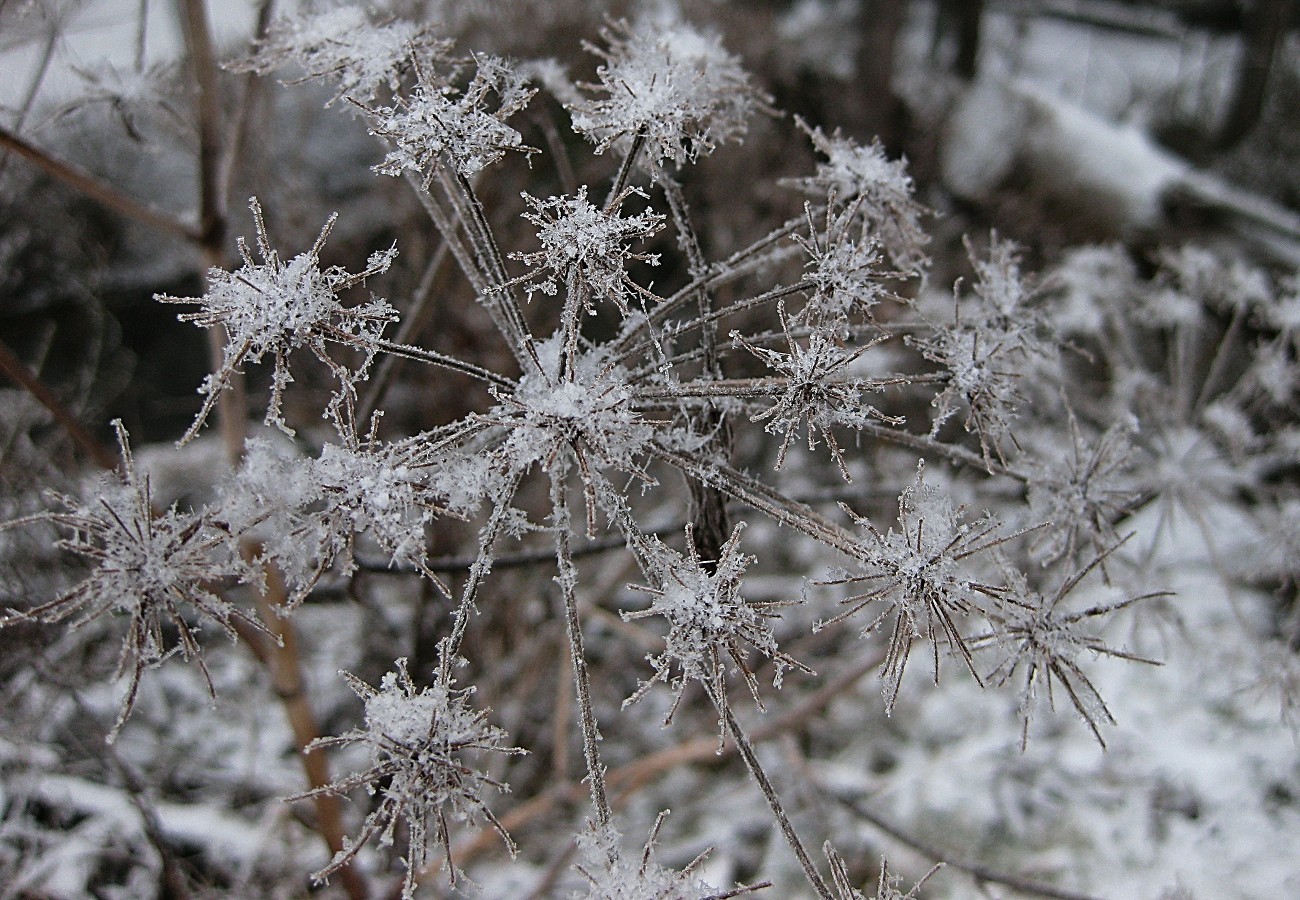 Frostblumen