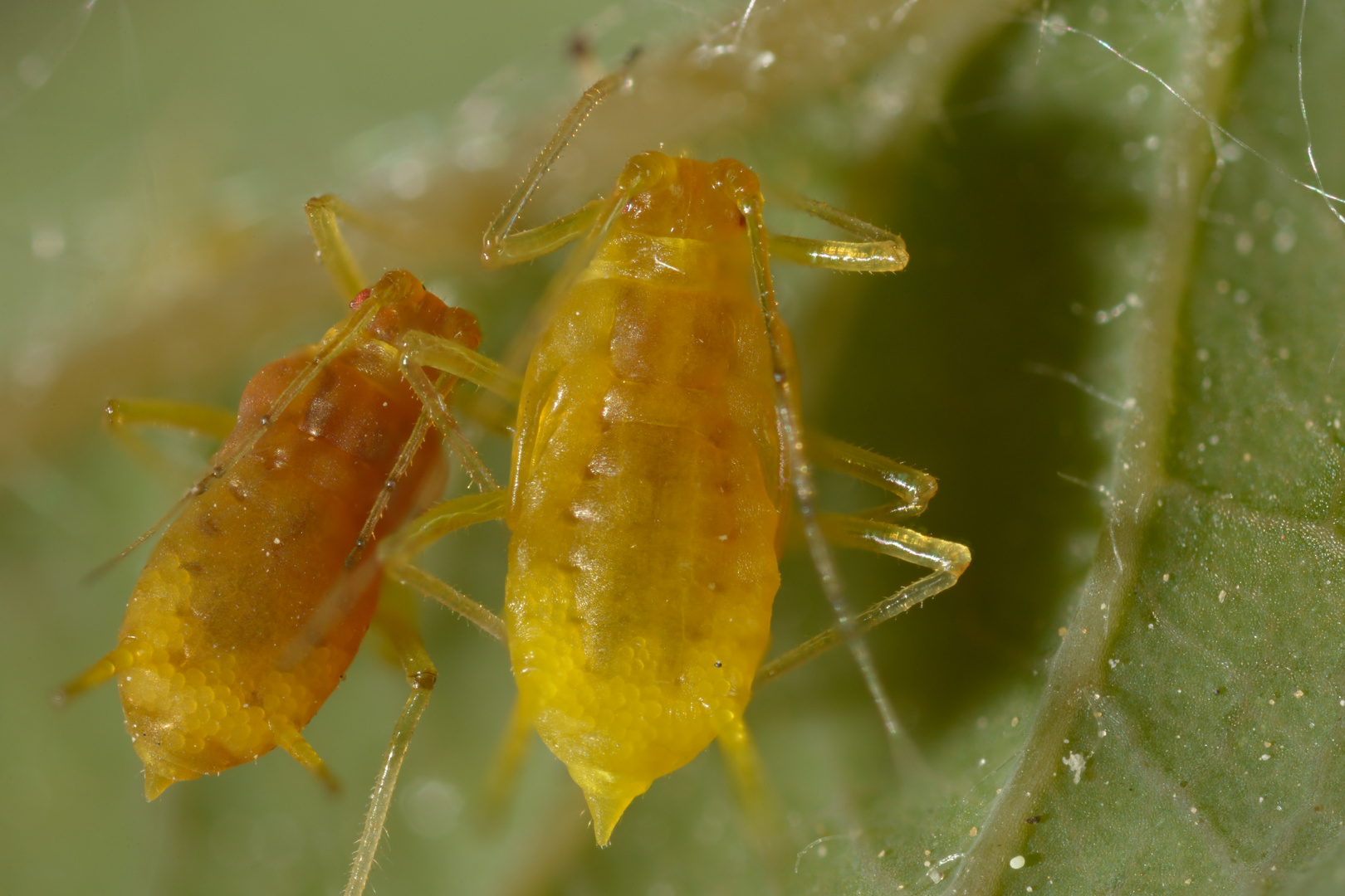 Frosted aphid