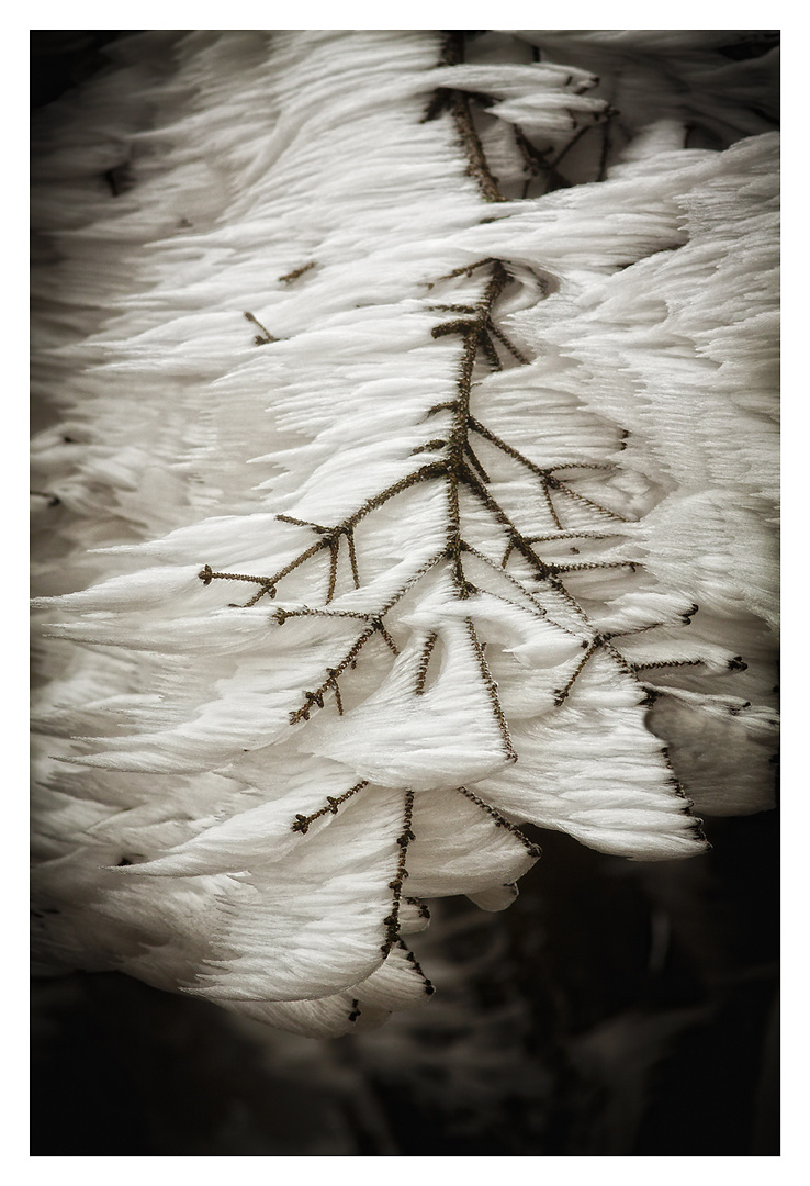 frosted branch