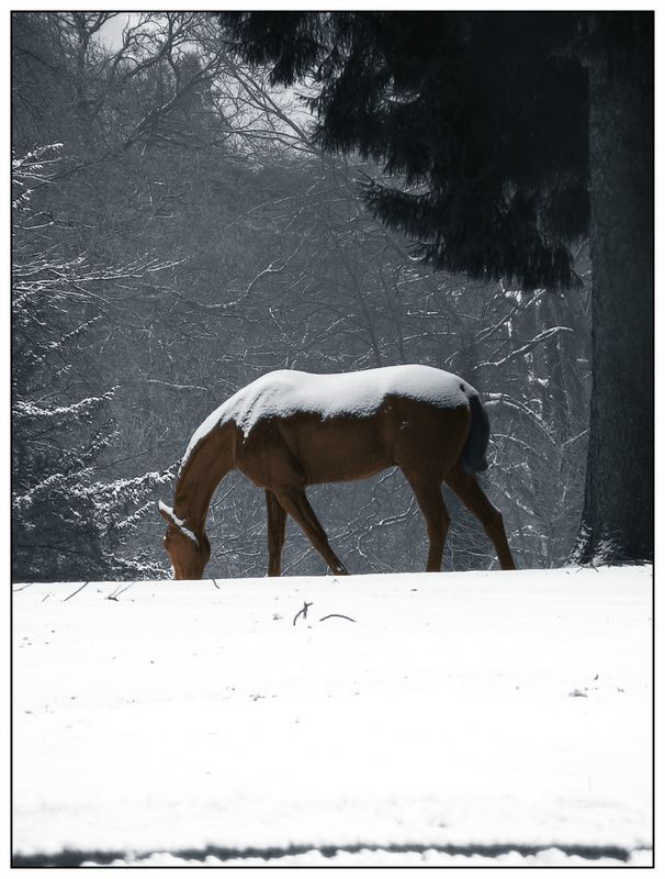 Frosted Brownie