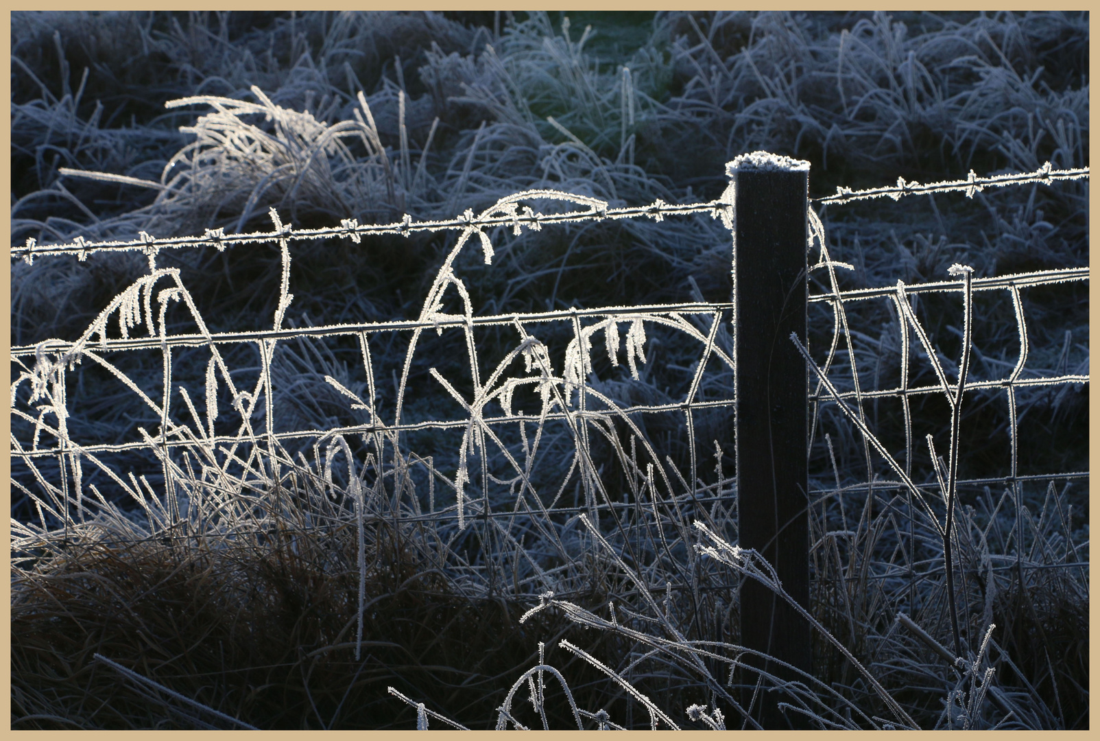 frosted fence at kielder