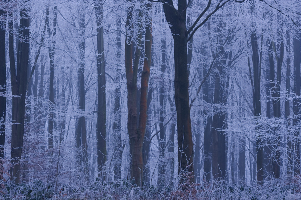 Frosted Forest