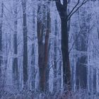 Frosted Forest