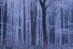 Frosted Forest