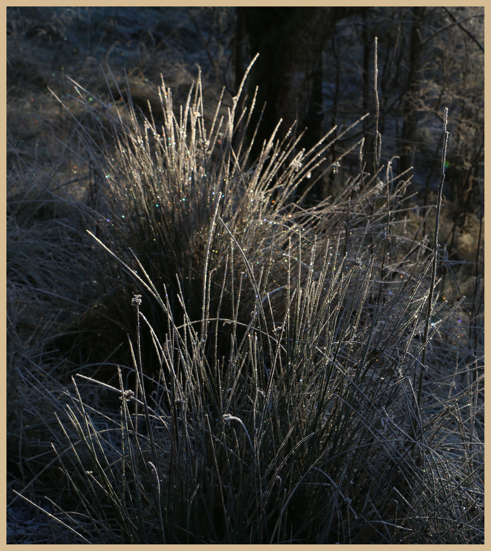 frosted grass at kielder 14