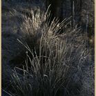 frosted grass at kielder 14