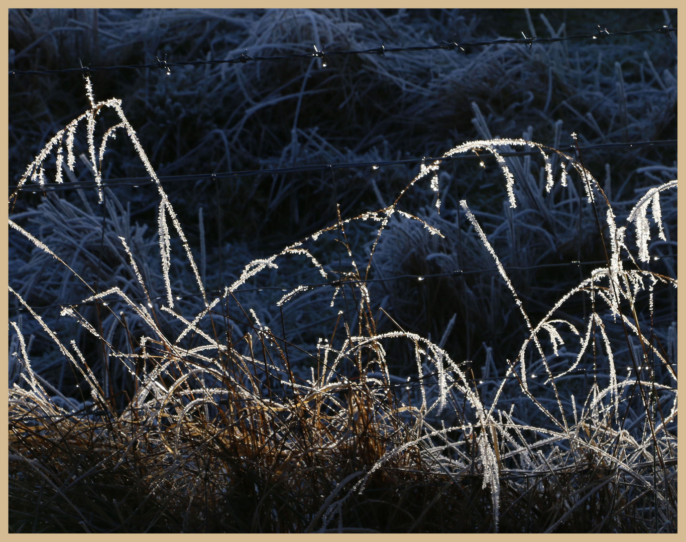 frosted grass at kielder 15