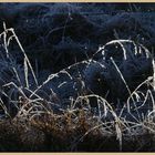 frosted grass at kielder 15