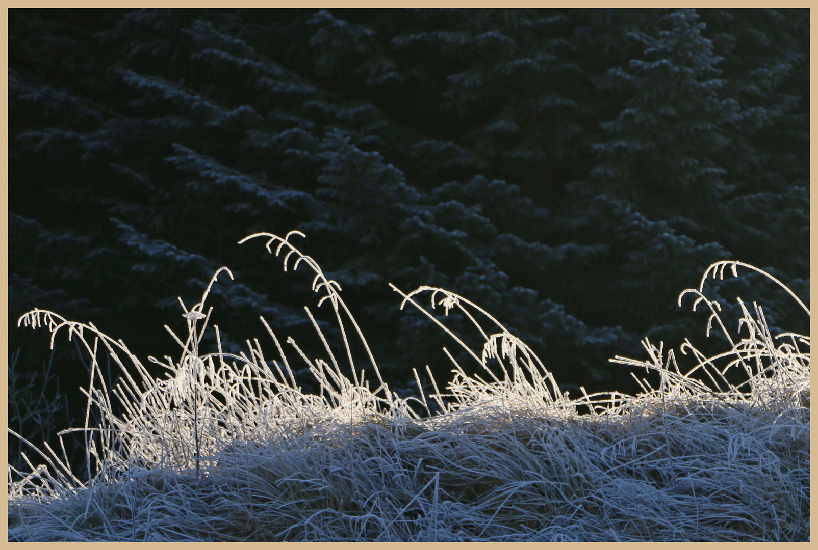 frosted grass at kielder 2