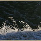 frosted grass at kielder 2