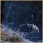 frosted grass at kielder 4