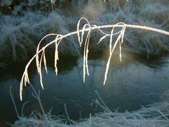 frosted grass