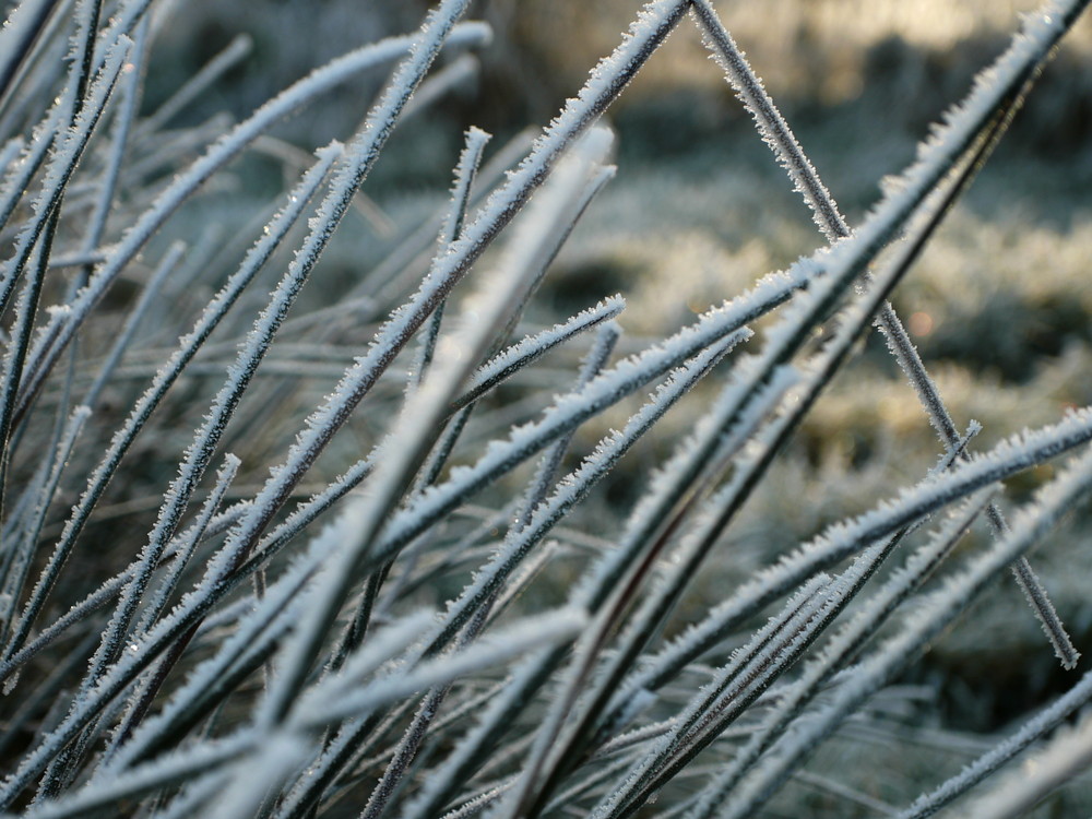 Frosted grass