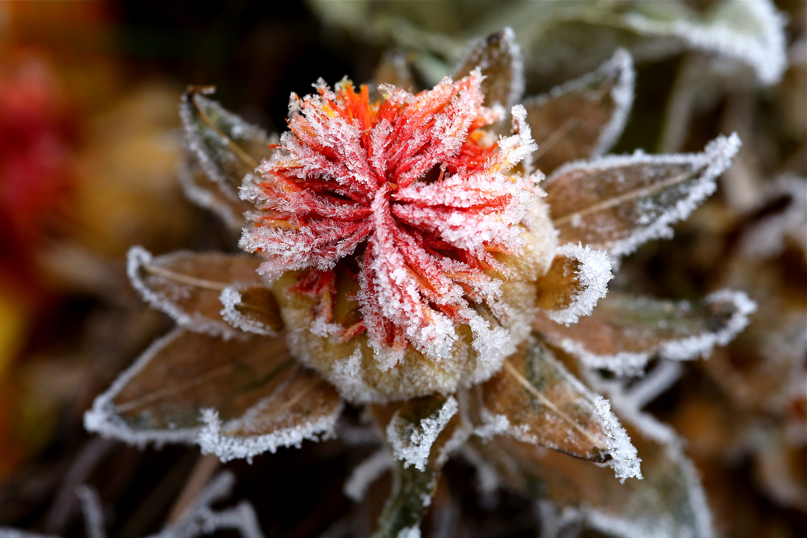 frosted in red