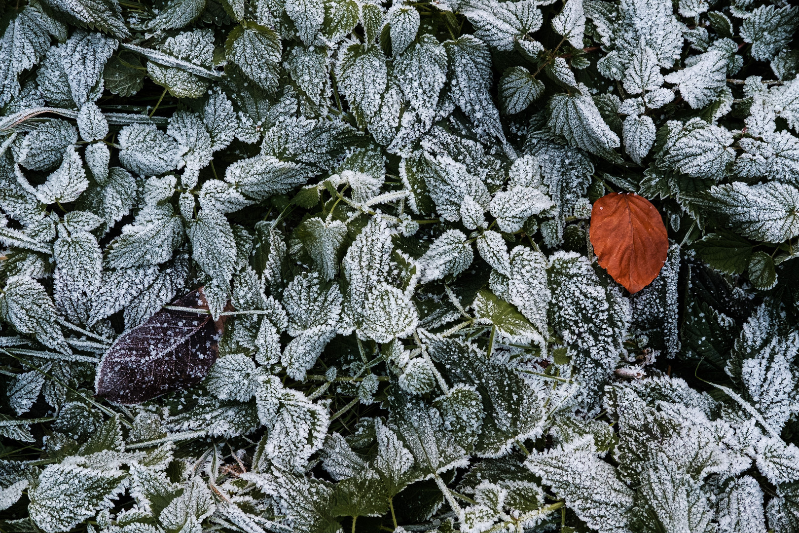 Frosted Leafs