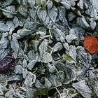 Frosted Leafs