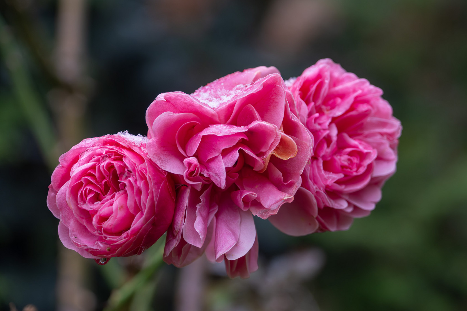 Frosted Rose