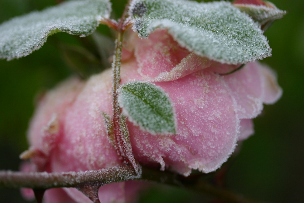 Frosted Rose