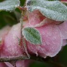 Frosted Rose