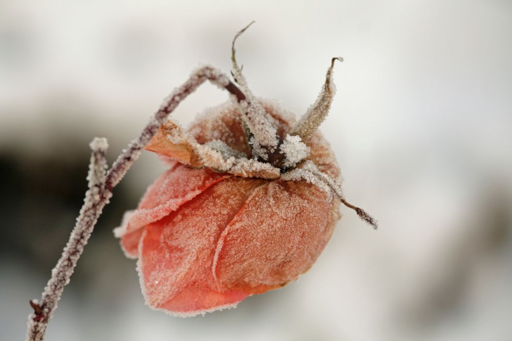 Frosted Rose