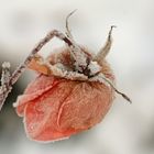 Frosted Rose