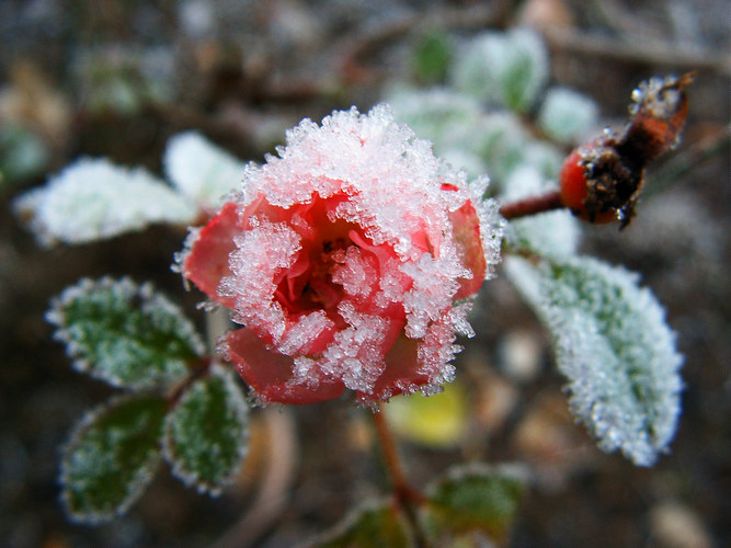 .frosted rose