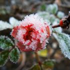 .frosted rose