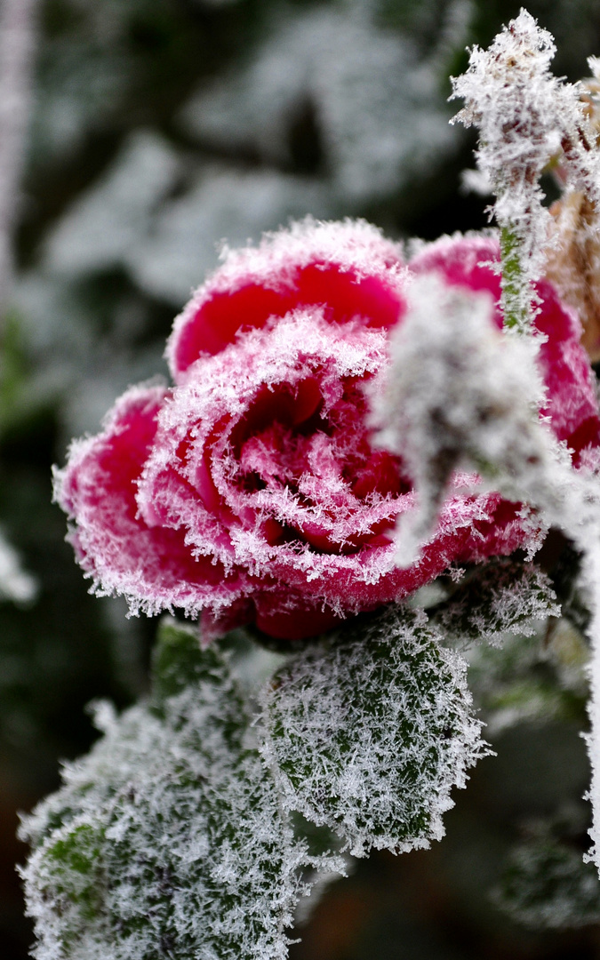 Frosted Rose