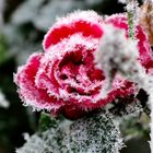 Frosted Rose