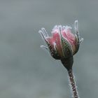 Frosted Rose