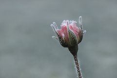 Frosted Rose