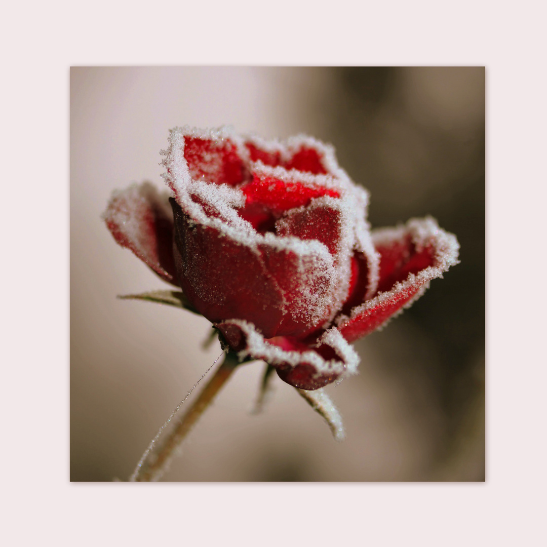 "Frosted rose"