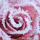 frosted rose