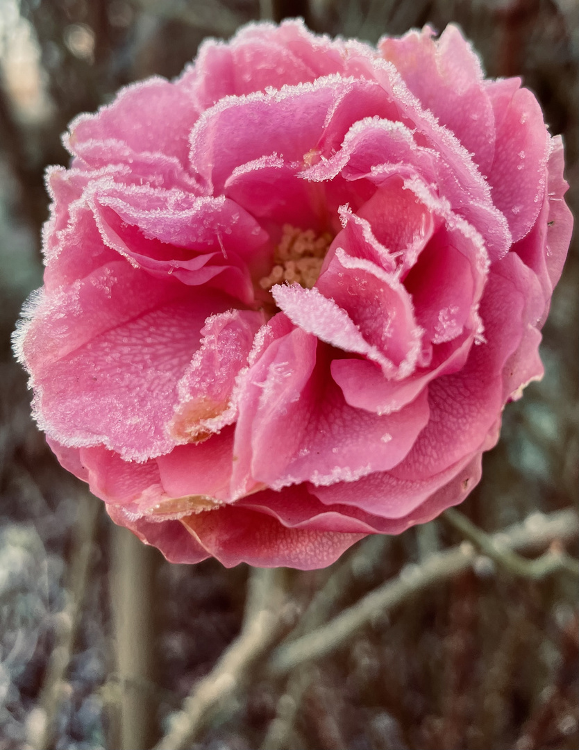 Frosted Rose